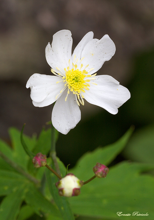 Ranunculus cfr. platanifolius